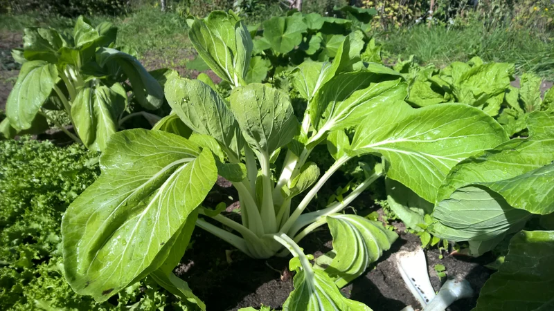 BIO Saatgut Pak Choi White Celery Mustard