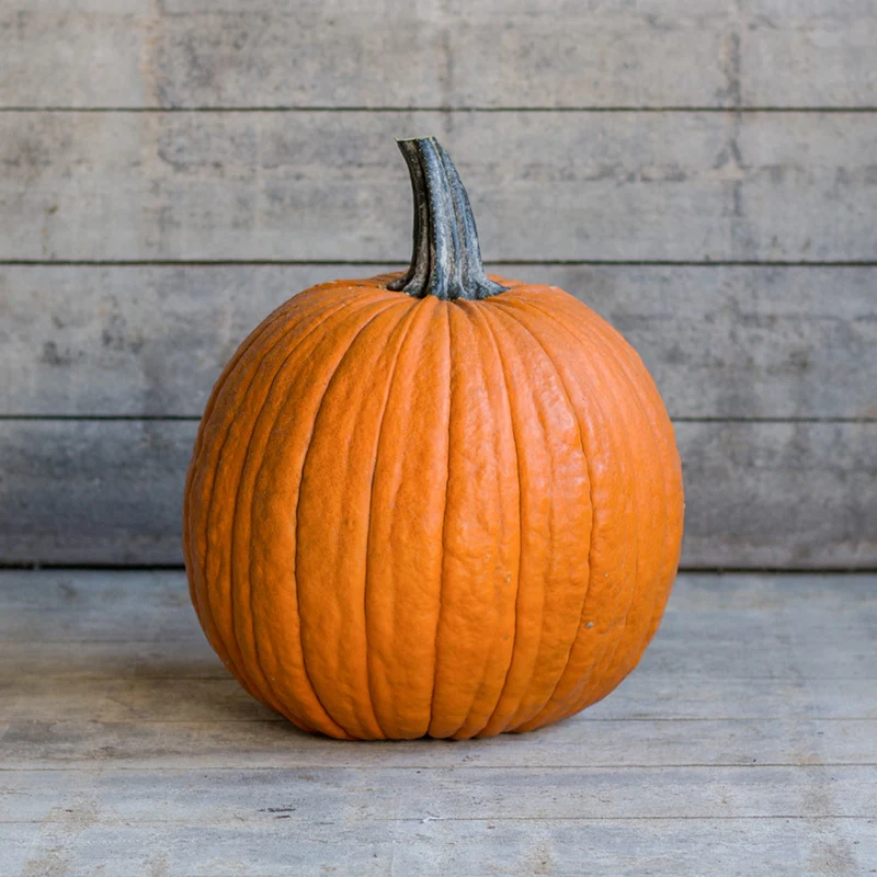 Halloween-Kürbis - Cargo F1 PMR