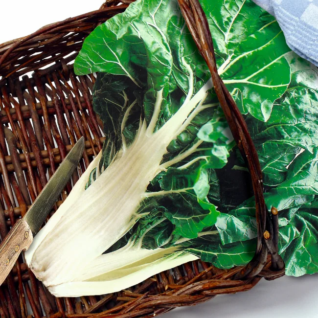 Swiss Chard: White Silver 2 Organic Seed