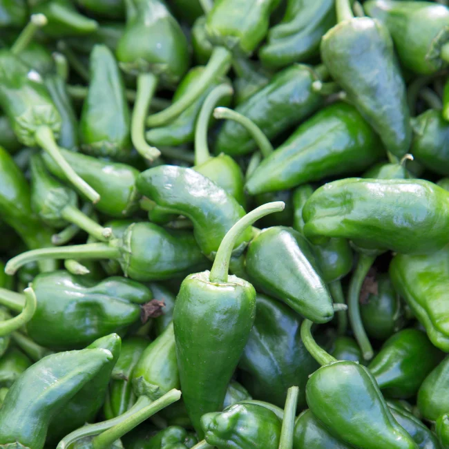 Pepper: Padrón Organic Seed