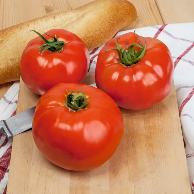 Tomato: Ace 55 VF Organic Seed