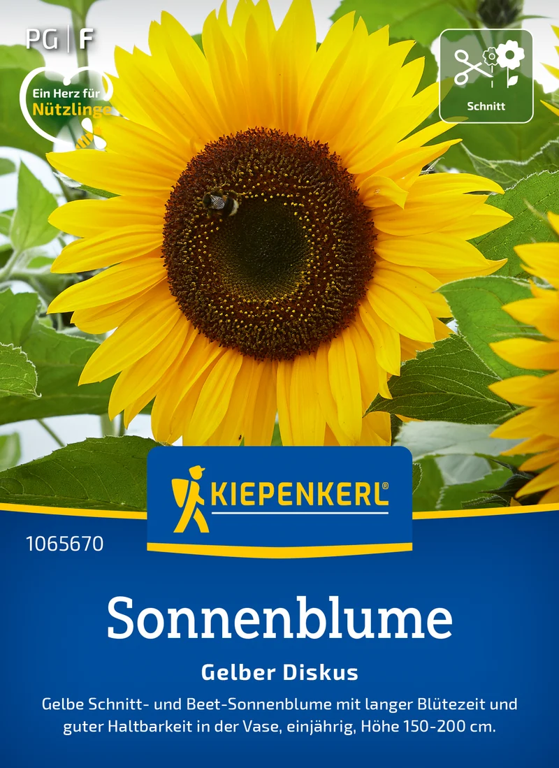 Sonnenblume Gelber Diskus Saatgut