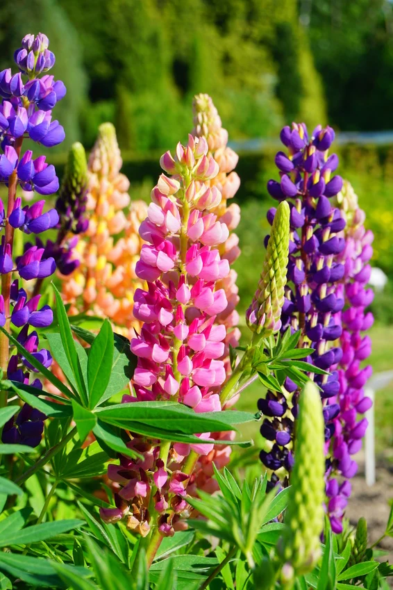 BIO Saatgut Bunte Lupine