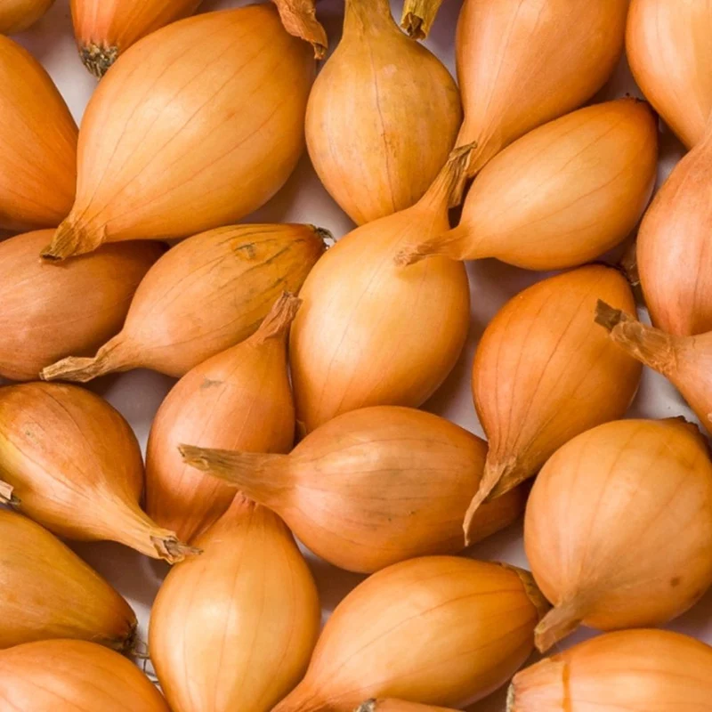 BIO Steckzwiebeln Stuttgarter Riesen Frühjahr