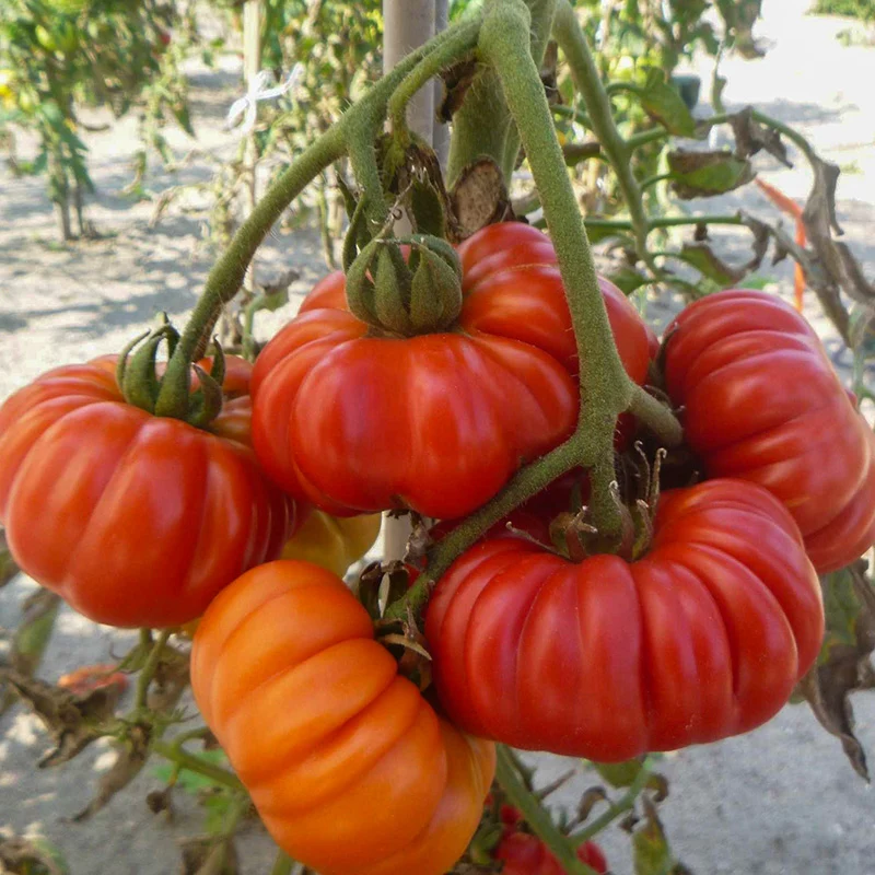 Fleischtomate - Costoluto Fiorentino