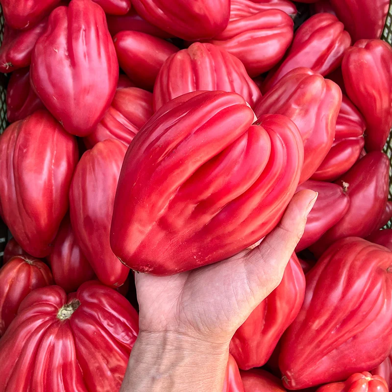 Fleischtomate - Fiammante