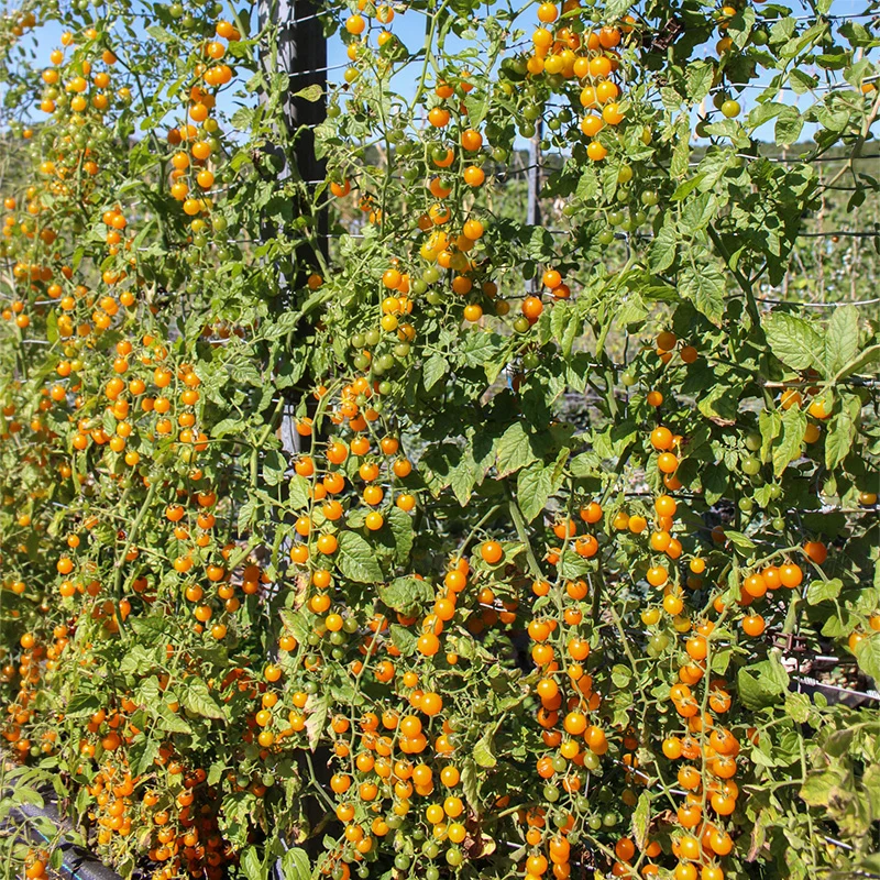 Kirschtomate - Gelbe Johannisbeere