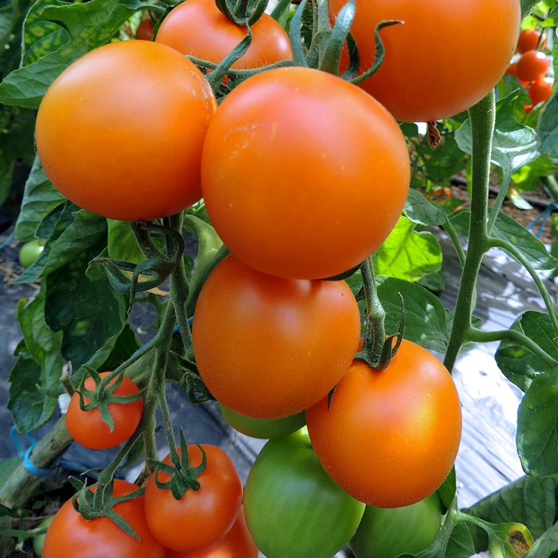 Tomate - Auriga
