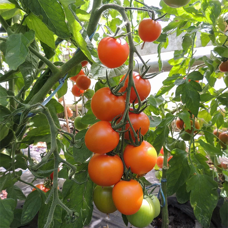 Tomate - Auriga