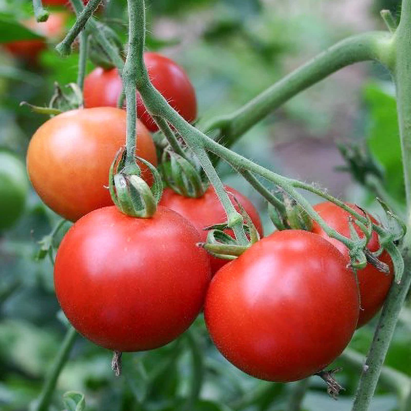 Tomate - Tamina