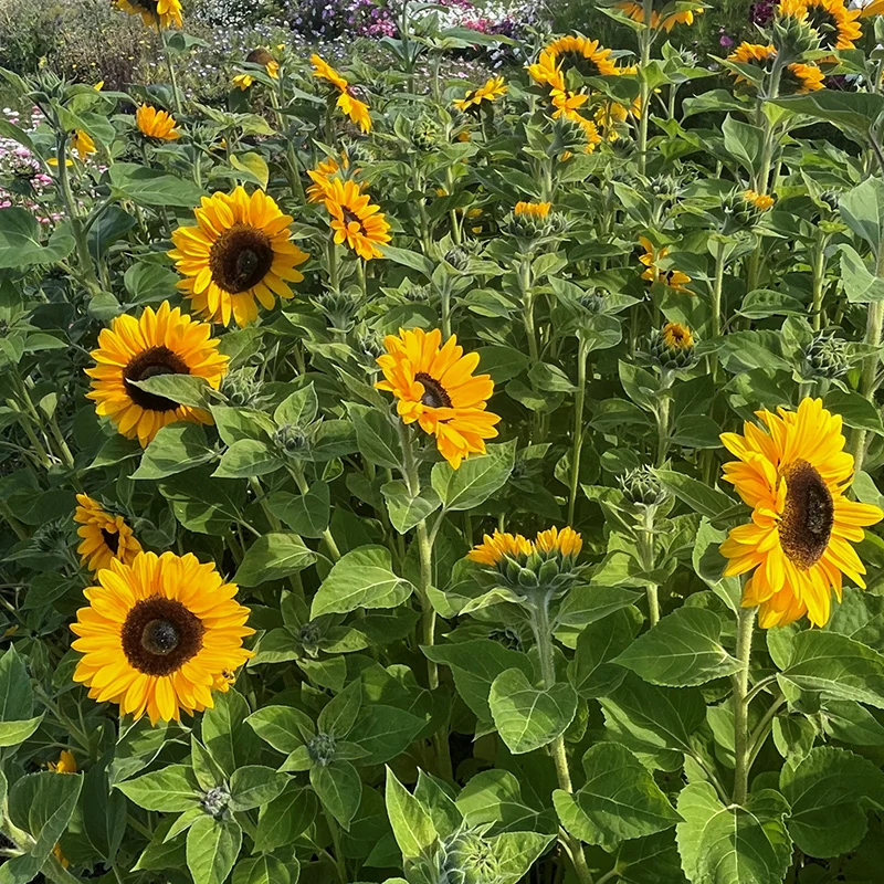 Sonnenblume- QIS Orange F1