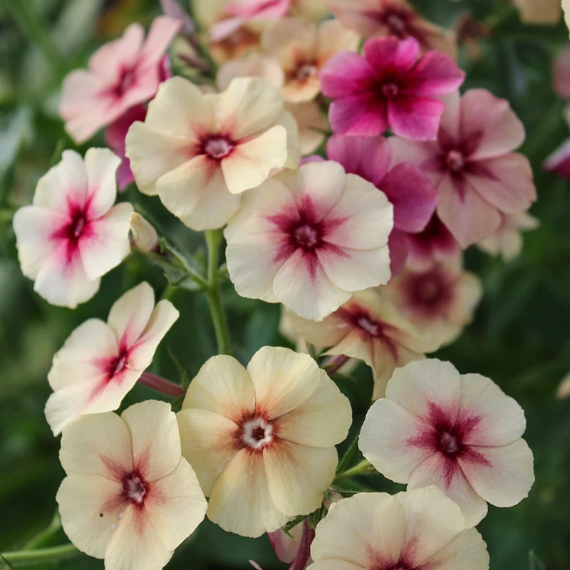 Sommerphlox - Cherry Caramel