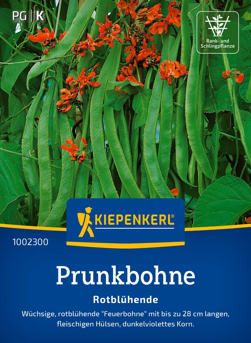 Prunkbohne Rotblühende Saatgut
