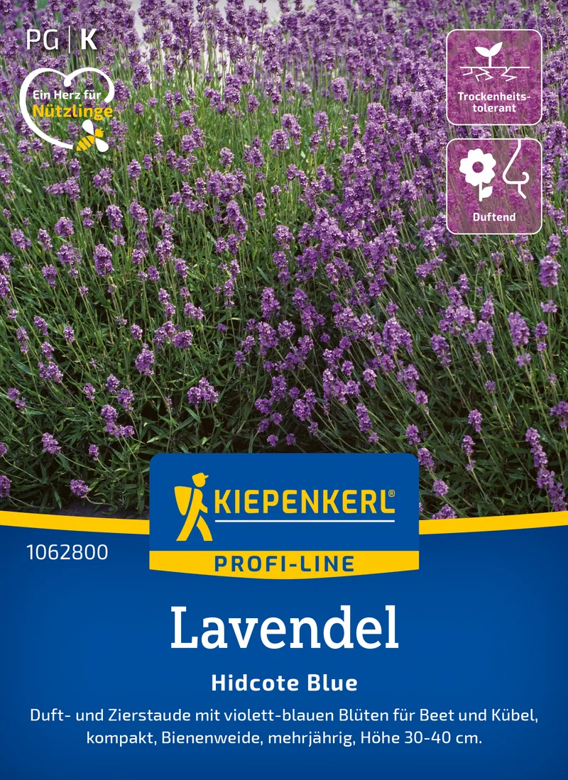 Lavendel Hidcote Blue Saatgut
