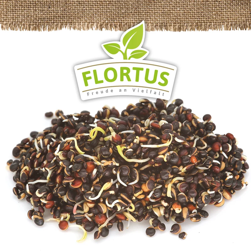 Keimsprossen Quinoa Schwarz | BIO Keimsprossen von FLORTUS