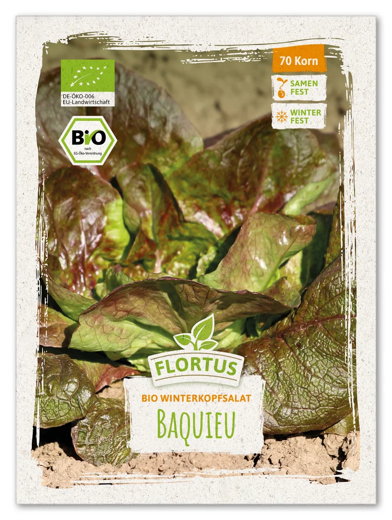 Winterkopfsalat Baquieu | BIO Kopfsalatsamen von FLORTUS