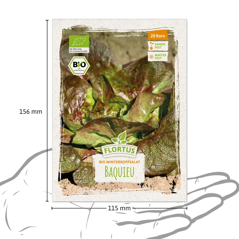 Winterkopfsalat Baquieu | BIO Kopfsalatsamen von FLORTUS