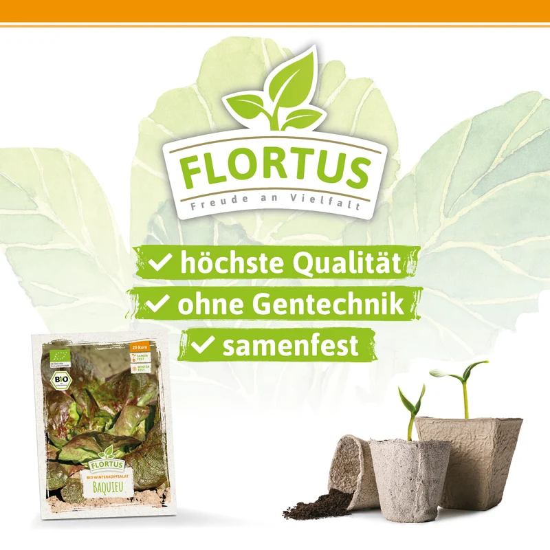 Winterkopfsalat Baquieu | BIO Kopfsalatsamen von FLORTUS