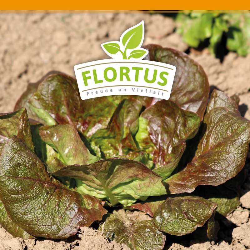 Winterkopfsalat Baquieu | BIO Kopfsalatsamen von FLORTUS