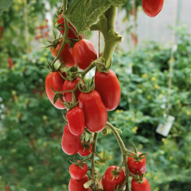 Tomato: Roma VF Organic Seed