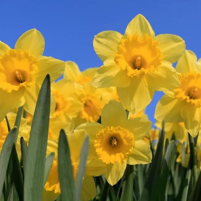 Daffodil Bulbs: Carlton