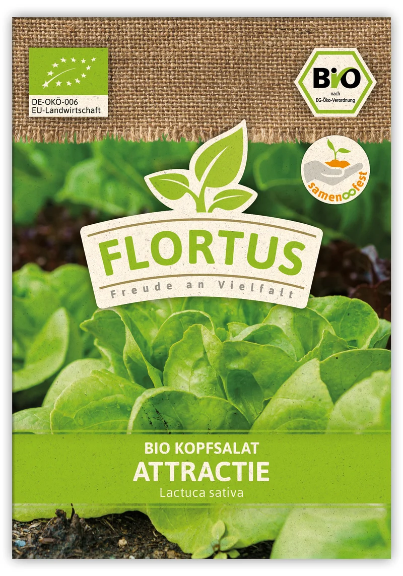 Kopfsalat Attractie (100 Stück) | BIO Salatsamen von FLORTUS