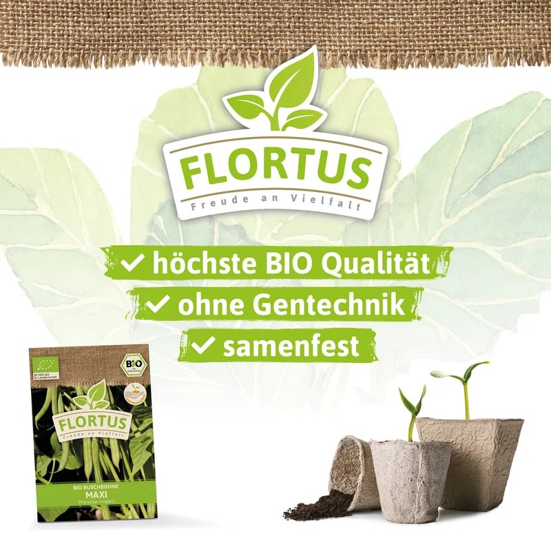 Buschbohne Maxi | BIO Bohnensamen von FLORTUS