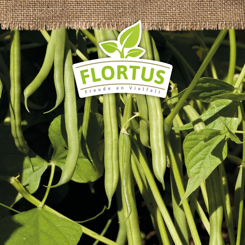 Buschbohne Maxi | BIO Bohnensamen von FLORTUS