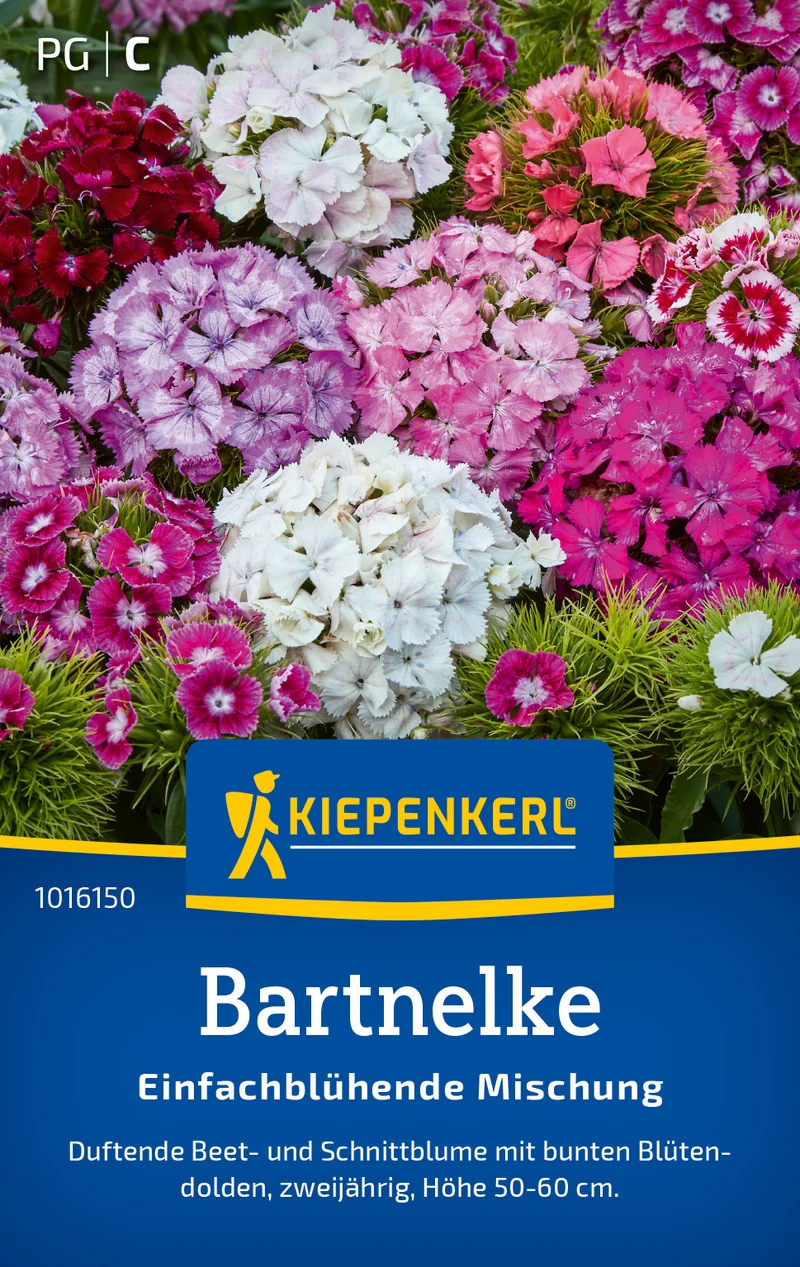 Bartnelke Einfachblühende Mischung Saatgut