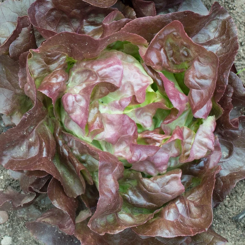 Kopfsalat Edox Samen MHD 06/27