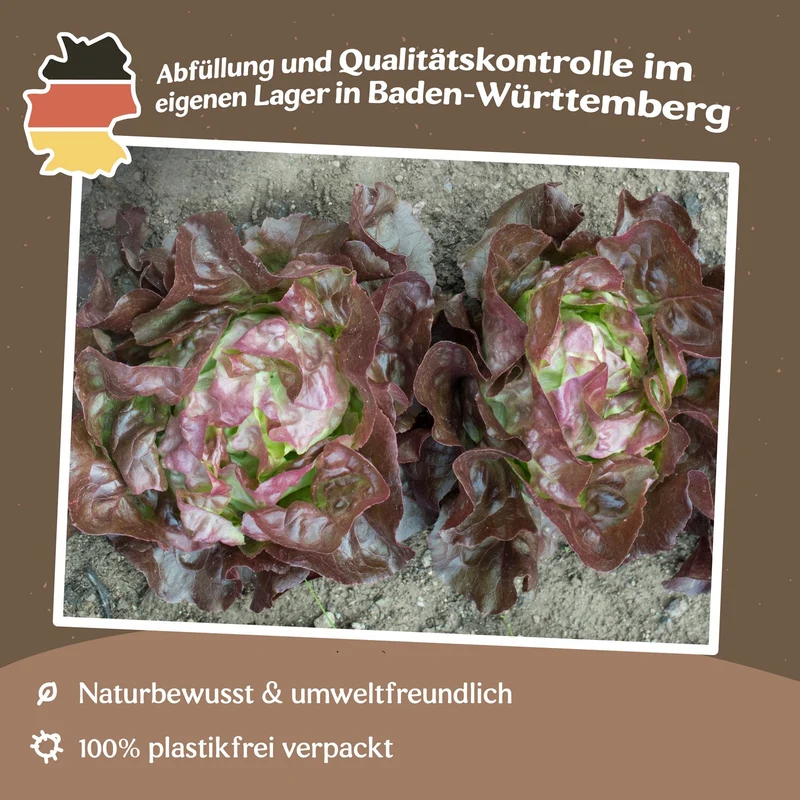 Kopfsalat Edox Samen MHD 06/27