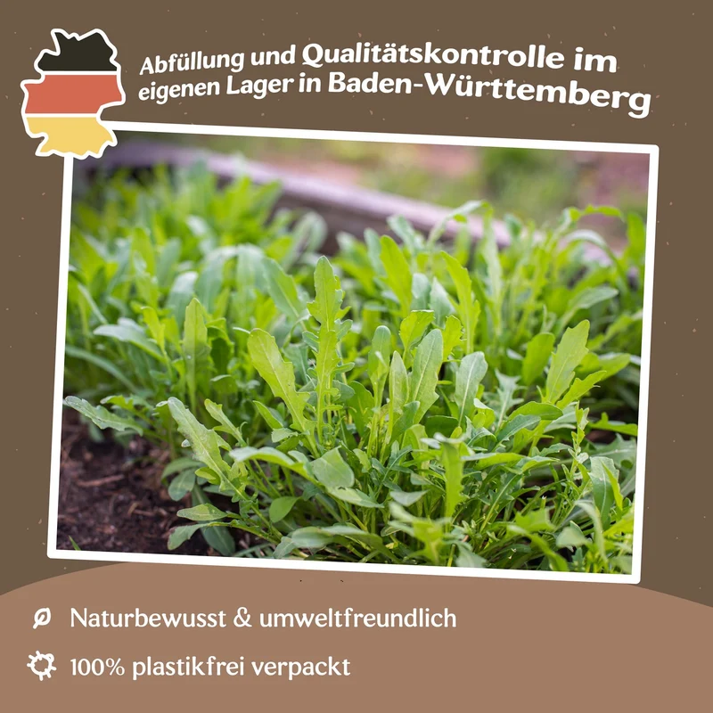 Rucola Wilde Rauke Samen