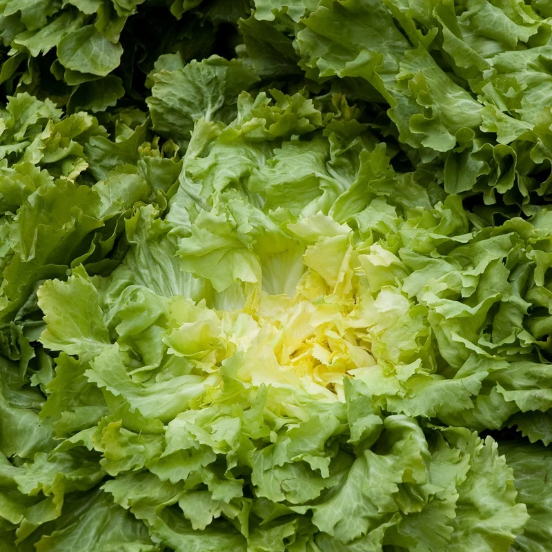 Endiviensalat Gelbes Herz Samen MHD 06/27