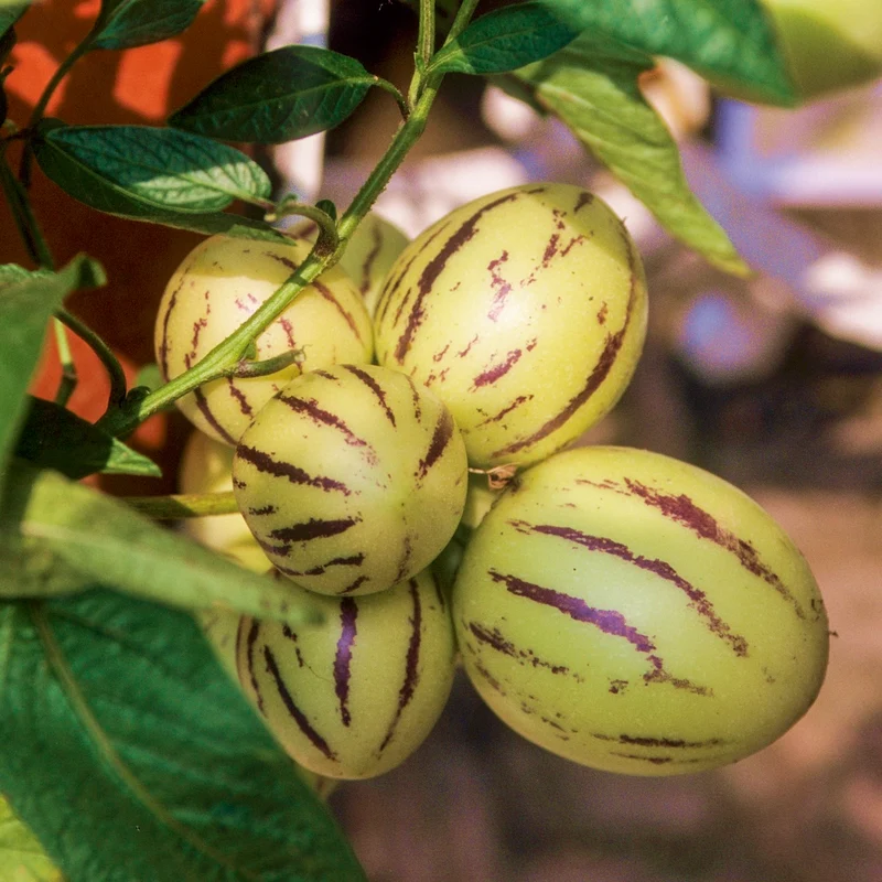 Melonenbirne Pepino Samen
