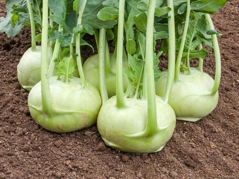 BIO Saatgut Kohlrabi Rasko