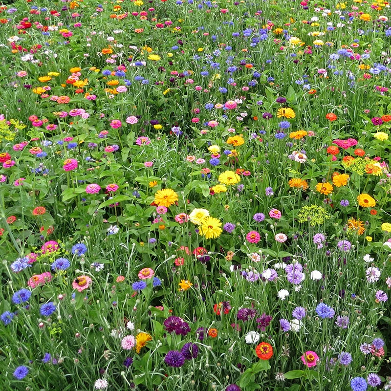 Blumenmischung - La Dolce Flora