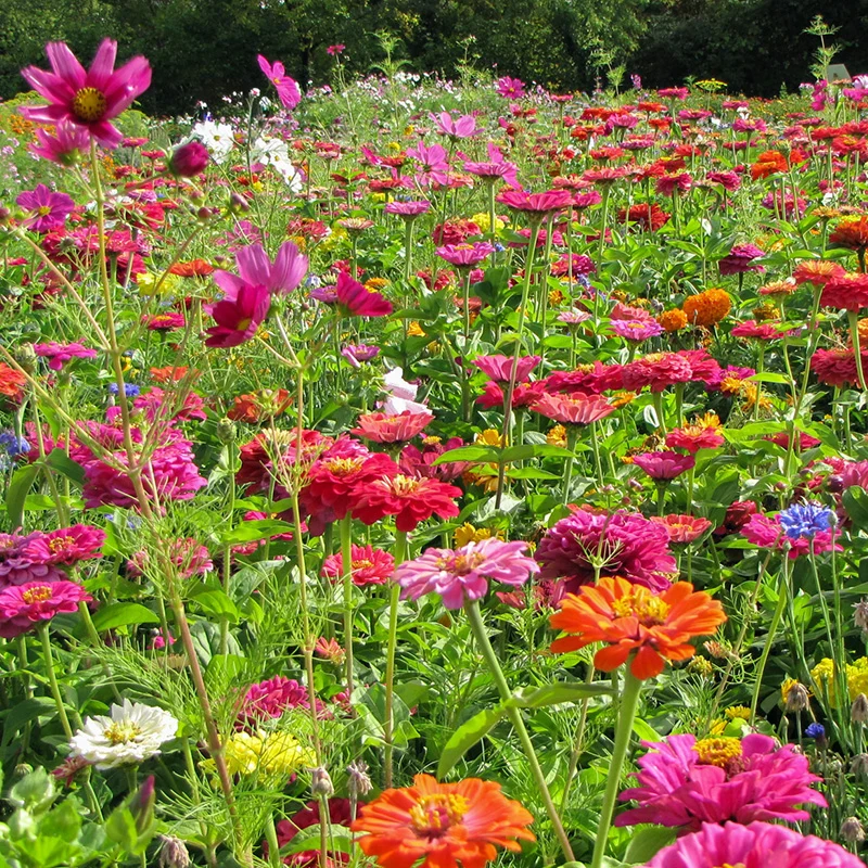 Blumenmischung - Sommerfest