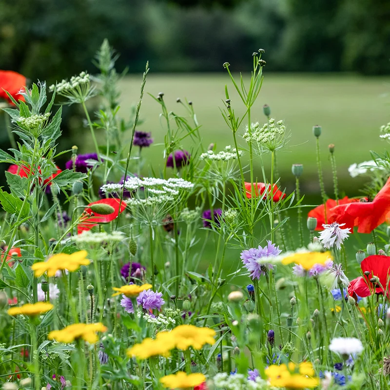 Blumenmischung - Blumen aus der Natur