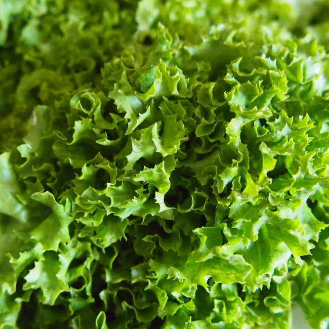 Lettuce: (Oakleaf) Green Salad Bowl Organic Seed