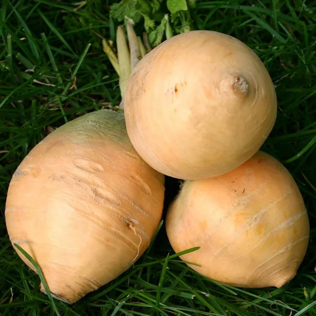 Turnip: Goldana Organic Seed