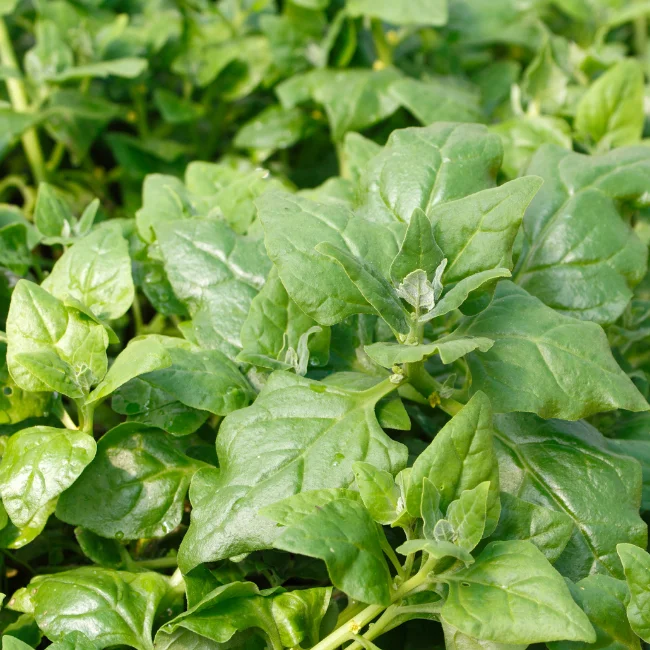 Spinach: New Zealand Organic Seed