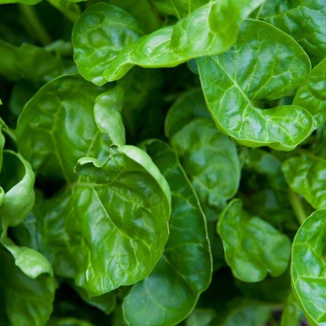 Spinach: Perpetual Organic Seed