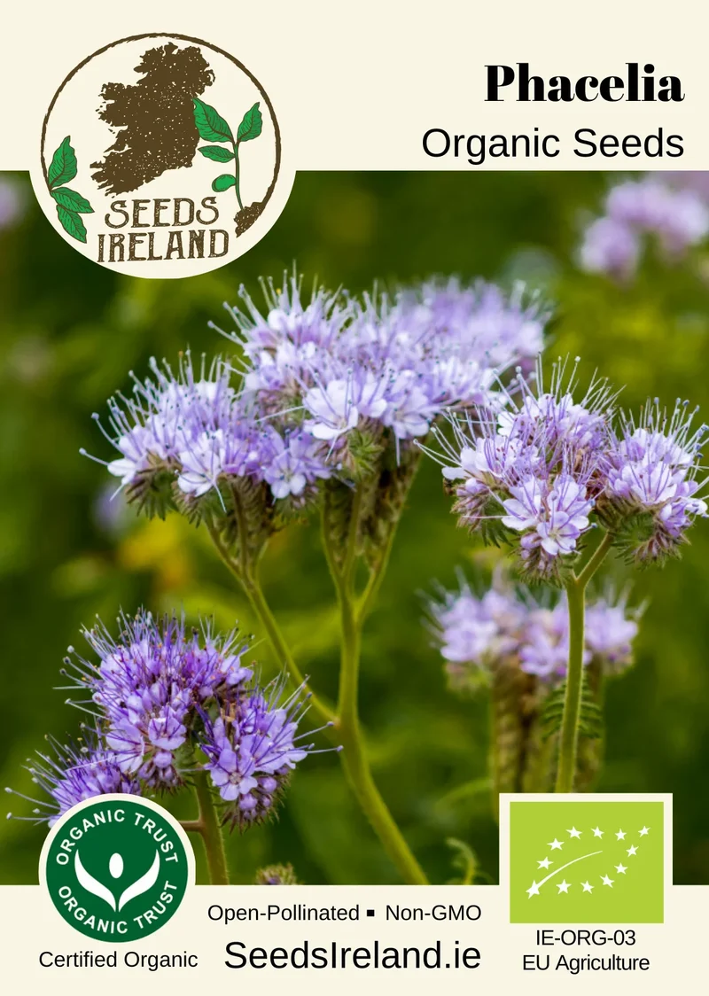 Phacelia Organic Seed