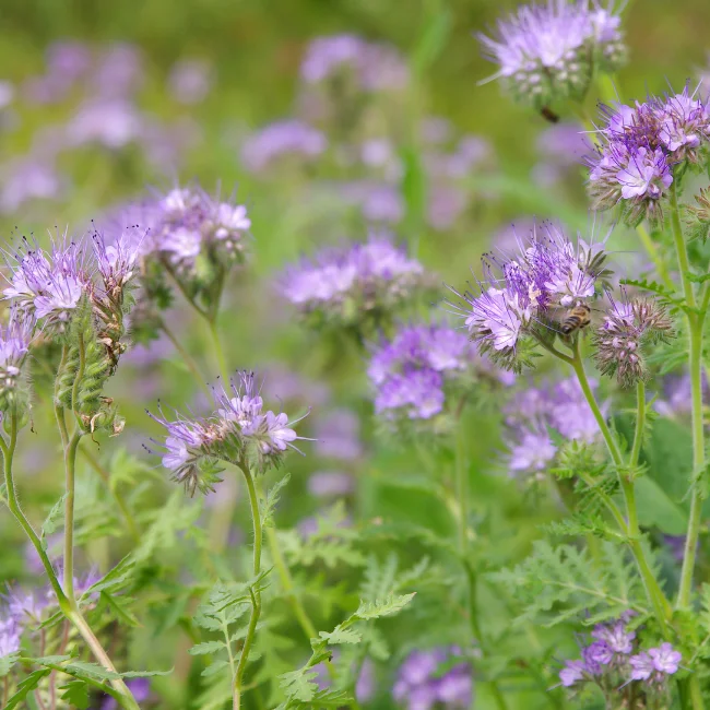Phacelia Organic Seed