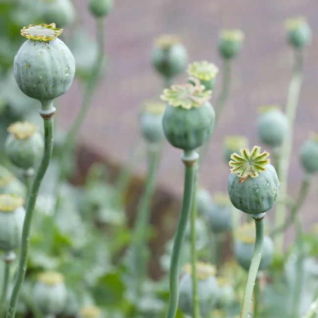 Poppy: Opium Red Organic Seed