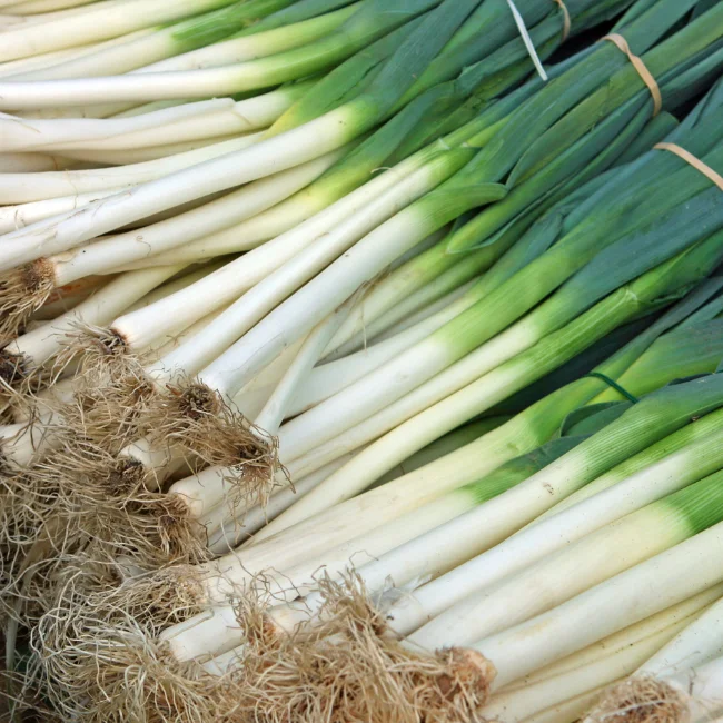 Leek: American Flag Organic Seed