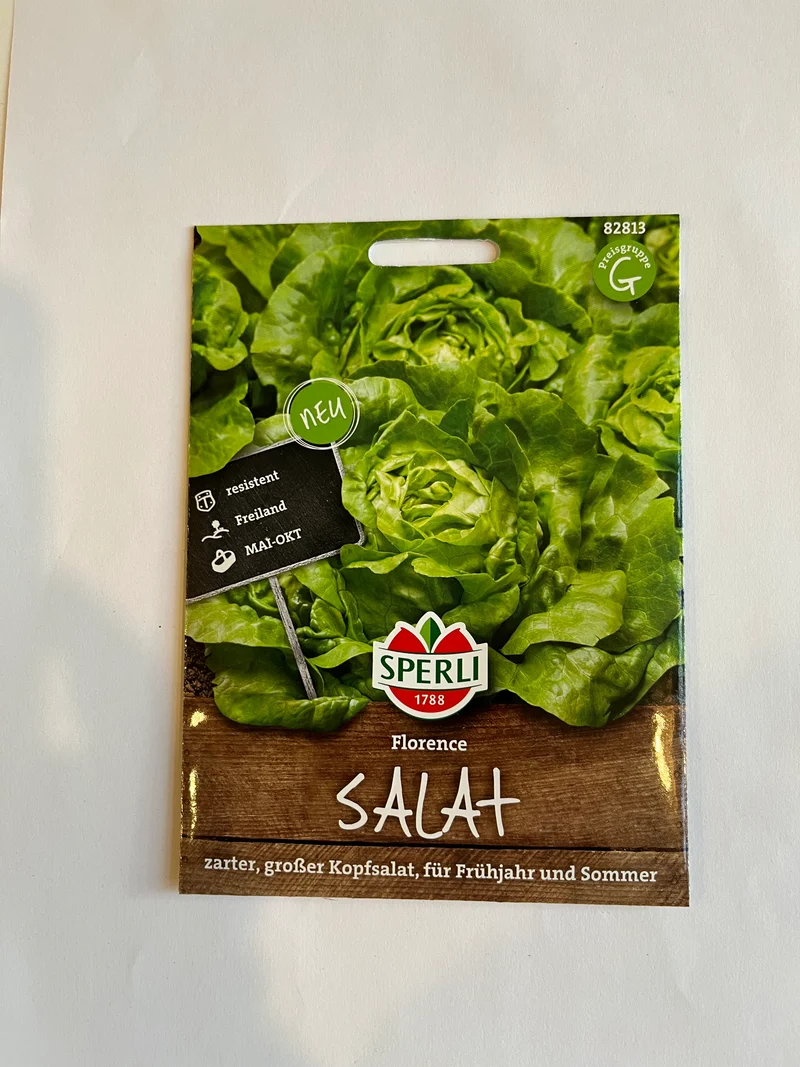 Kopfsalat Florence