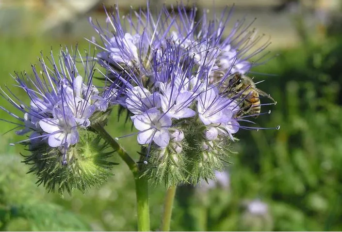 35 qm Phacelia tanacetifolia Bienenfreund Großpackung