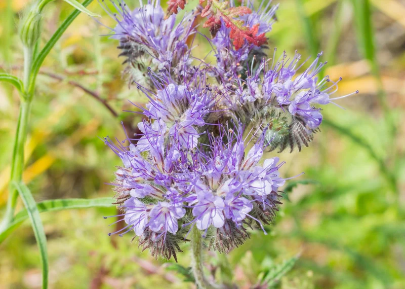 35 qm Phacelia tanacetifolia Bienenfreund Großpackung