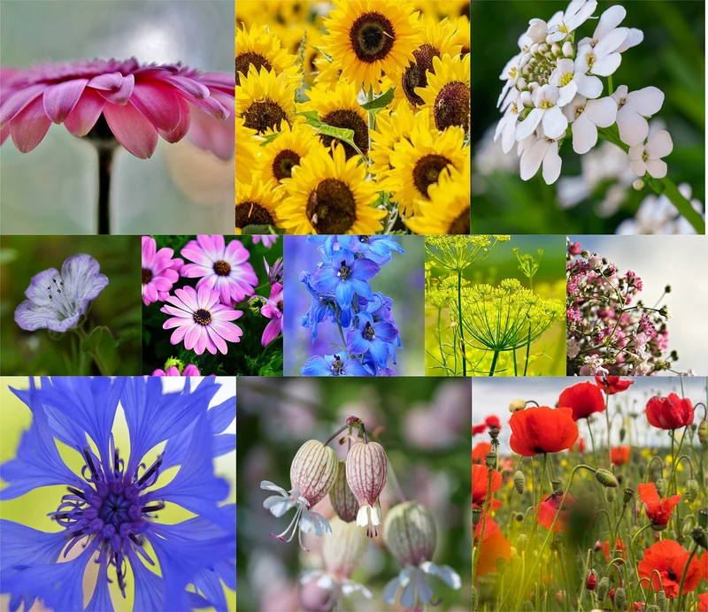 500 qm Blumenwiese Saatgut aus 50 ein- und mehrjährigen Arten Großpackung